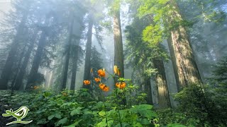 Beautiful Relaxing Music - Peaceful Piano Music & Guitar Music by Soothing Relaxation
