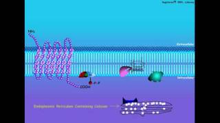 G-Protein Coupled Hormone Signal Transduction