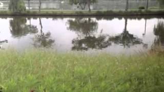 waterdoors 6月の朝の千波湖清掃の様子