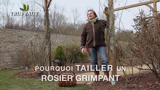 Quand tailler un rosier grimpant remontant ? - Jardinerie Truffaut TV