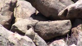 3 gun Ground Squirrel hunt [Squirrel Hunting]