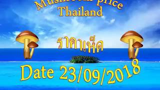 ราคาเห็ด ราคาส่ง 23/09/2018 ซื้อ-ขายเห็ดราคาส่ง (ราคารับซื้อครับ)