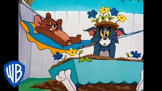 Tom y Jerry en Español | El propósito de Año Nuevo