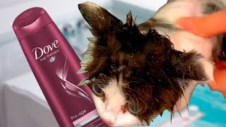 Котенок Тишка первый раз МОЕТСЯ / Как Правильно Мыть Маленьких Котят и Котов/Детский канал про Кота