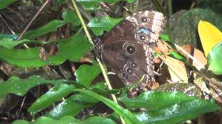 Key West Butterfly & Nature Conservatory (July 2014)