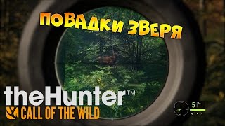theHunter Call of the Wild #2 - Правильно охотимся на косулю | Повадки зверя