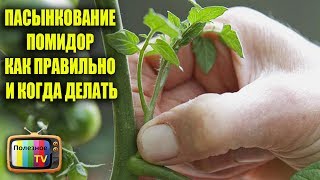 ПАСЫНКОВАНИЕ ПОМИДОР КАК ПРАВИЛЬНО И КОГДА ДЕЛАТЬ