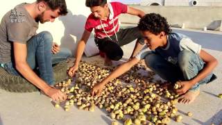 خطوة || موسم التين في ريف ادلب والمعاناة في تسويقه من قبل التجار في ظل التدهور الامني