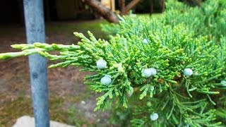 Chinese juniper with berries