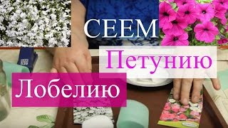 Сеем лобелию и петунию. Тонкости успешной посадки.