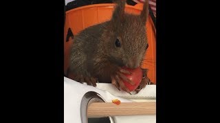 Looki e.V. - Verein zur Tierrettung in Hamburg Bergedorf stellt sich vor // Jeder kann helfen