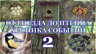 От гнезда до птенца. Хроника событий. Большая синица ( Parus major ). 2 часть
