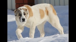 Кто сильнее волк или собака?