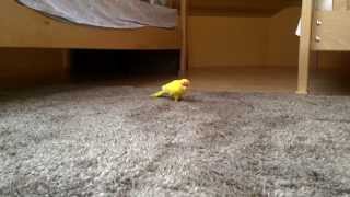 ПОПУГАЙ КЕША. № 1 Parrot Kesha.