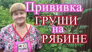 Прививка Груши на Рябине.