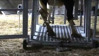 Расчистка копыт, расчистка копыт крс