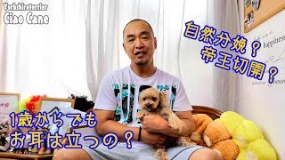 チャオおじさんに聞いてみよう【お産・立ち耳】【ヨークシャーテリア/yorkshireterrier】