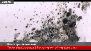 Как избавиться от плесени на стенах!