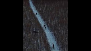 Съемка лосей квадрокоптером