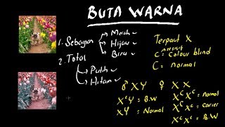 PERSILANGAN BUTA WARNA (LENGKAP) | GENETIKA
