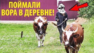 Поймали того кто ворует МОЛОКО! Продали бычка на племя. Убрали сено в ДОЖДЬ!