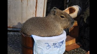 桶の中のセリナ　【埼玉県こども動物自然公園】