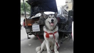 Аляскинский маламут. Волк с собачьим сердцем. Odessa.