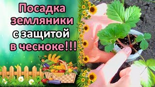 НАДЕЖНАЯ ЗАЩИТА ЗЕМЛЯНИКИ – ПОСАДКА В ЧЕСНОК. ВЫРАЩИВАНИЕ ЗЕМЛЯНИКИ ИЗ СЕМЯН.
