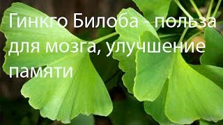 Гинкго Билоба – польза для мозга. Отзывы. Лечебные свойства, применение, противопоказания