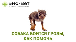 Собака боится грозы, как помочь. Ветеринарная клиника Био-Вет.