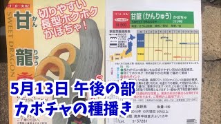 家庭菜園・農業 カボチャの種播き   栽培5月13日午後の部