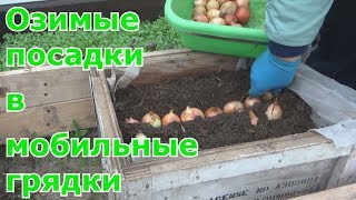 Посадка зелени и лука в мобильные грядки в теплице под зиму