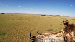 Eagle attacks DJI Phantom Drone