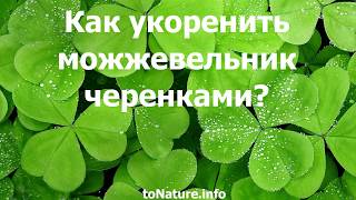 Как укоренить можжевельник черенками?