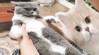 ПРИКОЛЫ С КОТАМИ СМЕШНАЯ ОЗВУЧКА видео про котов))) Котики видео