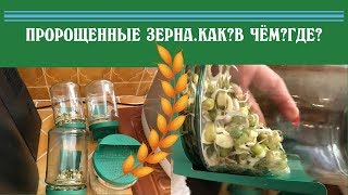 КАК Я ПРОРАЩИВАЮ ЗЕРНА.ЗЕЛЁНАЯ ГРЕЧКА И СОЯ.?