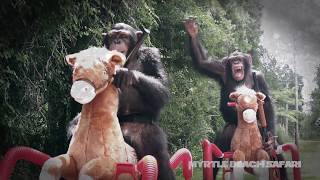 Chimpanzees Watch and Play "War for the Planet of the Apes" | Myrtle Beach Safari