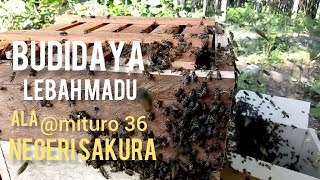 Proses Memindahkan Lebah Madu ke Kotak Budidaya Ala @mituro 36