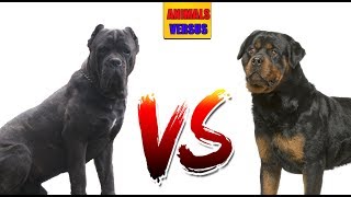 Кане-Корсо против Ротвейлера | ANIMALS VERSUS |  ЭПИЧНОЕ ПРТИВОСТОЯНИЕ. КТО ЖЕ ПОБЕДИТ?