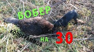 Охота на бобра.охота с ягдтерьером.