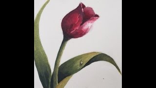 Акварель.Тональность. Рисуем вместе тюльпан.Tulip in watercolour