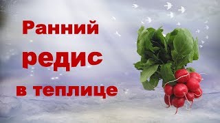 Ранний редис и зелень в теплице. Лучшие сорта редиса.