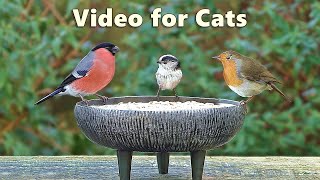 Videos for Cats to Watch Birds - Garden Bird Extravaganza - 8 Hours NEW ✅