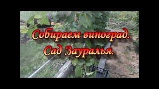 Собираем виноград.Сад Зауралья.