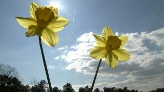 Access Kids Pick Daffodils | At Home With P. Allen Smith