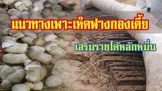 การเพาะเห็ดฟางกองเตี้ย I สร้างรายได้หลักหมื่นต่อรอบเผลิต |