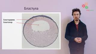 Биология развития.  Развитие зародышей (Н. А. Алкин)