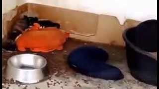 Hundebabys in der Tötung auf den Azoren | Arca Fabiana Tierrettung Azoren e.V.