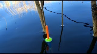 КАРАСЬ НА удочку в камыше