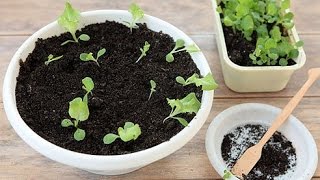 ФУКСИЯ размножение семенами. Размножение фуксии черенками